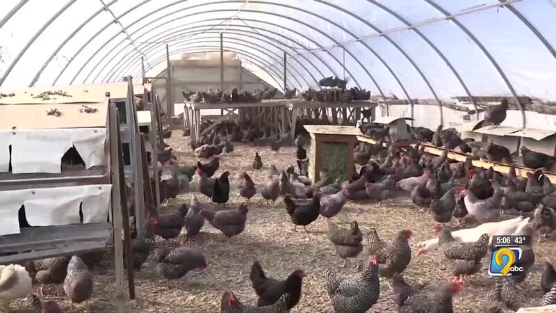 Governor Kim Reynolds is extending the state's bird flu disaster proclamation for six counties.