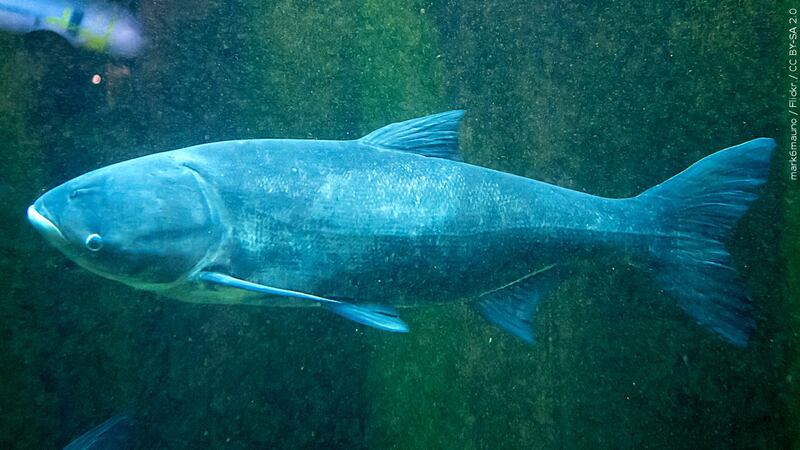 Do snitches net fishes? Scientists turn invasive carp into traitors to slow their Great Lakes...