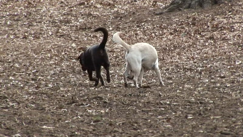 Some dog owners are hesitant when it comes to vaccines.