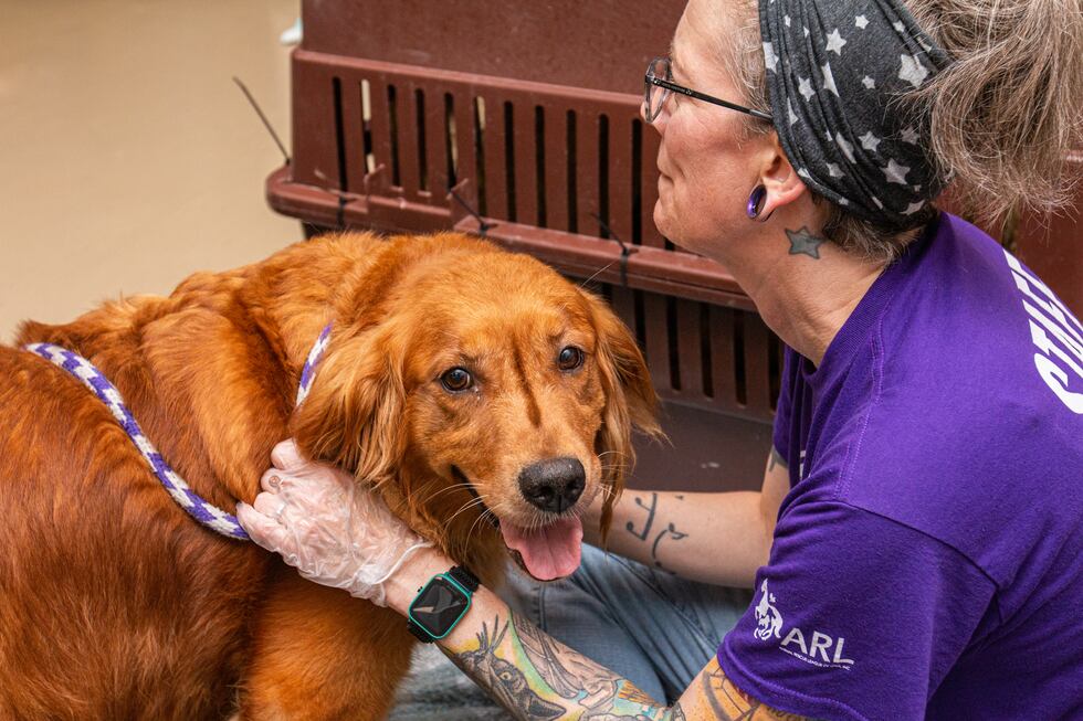 The Animal Rescue League of Iowa said it helped remove nearly 100 dogs and puppies, some just...
