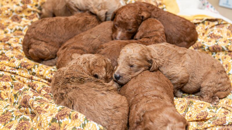 The Animal Rescue League of Iowa said it helped remove nearly 100 dogs and puppies, some just...