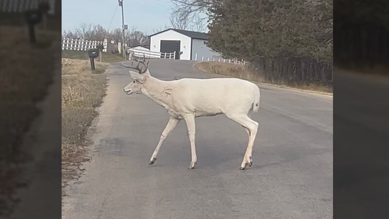 Ava Ketels submitted photos of an albino buck eating grass and crossing the road right in...