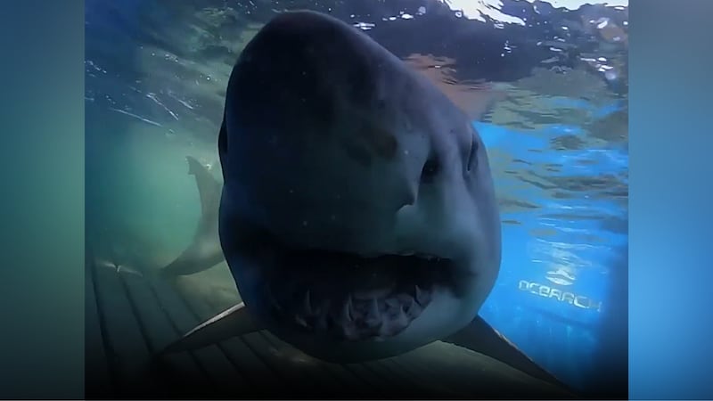 A great white shark, weighing nearly 1,500 pounds, named Breton has been tracked off the coast...