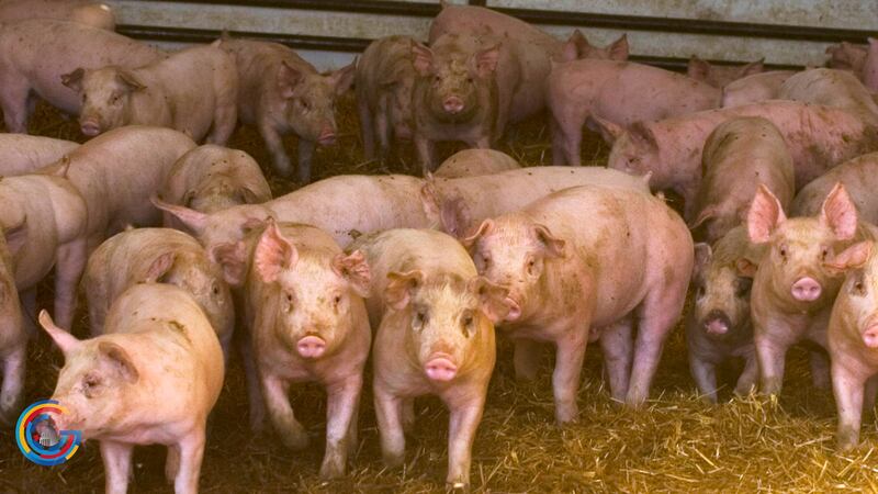 pig farm