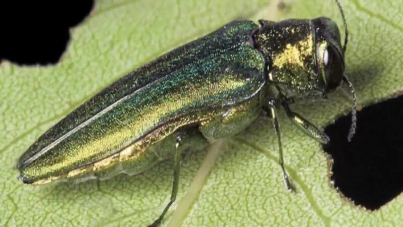 Emerald Ash Borer